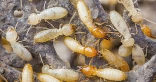 مكافحة النمل الأبيض